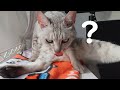 朝から変な毛づくろいを始める猫がこちら