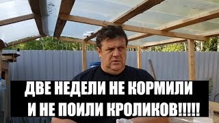 ДВЕ НЕДЕЛИ НЕ КОРМИЛИ И НЕ ПОИЛИ КРОЛИКОВ!!!!!  кролиководство