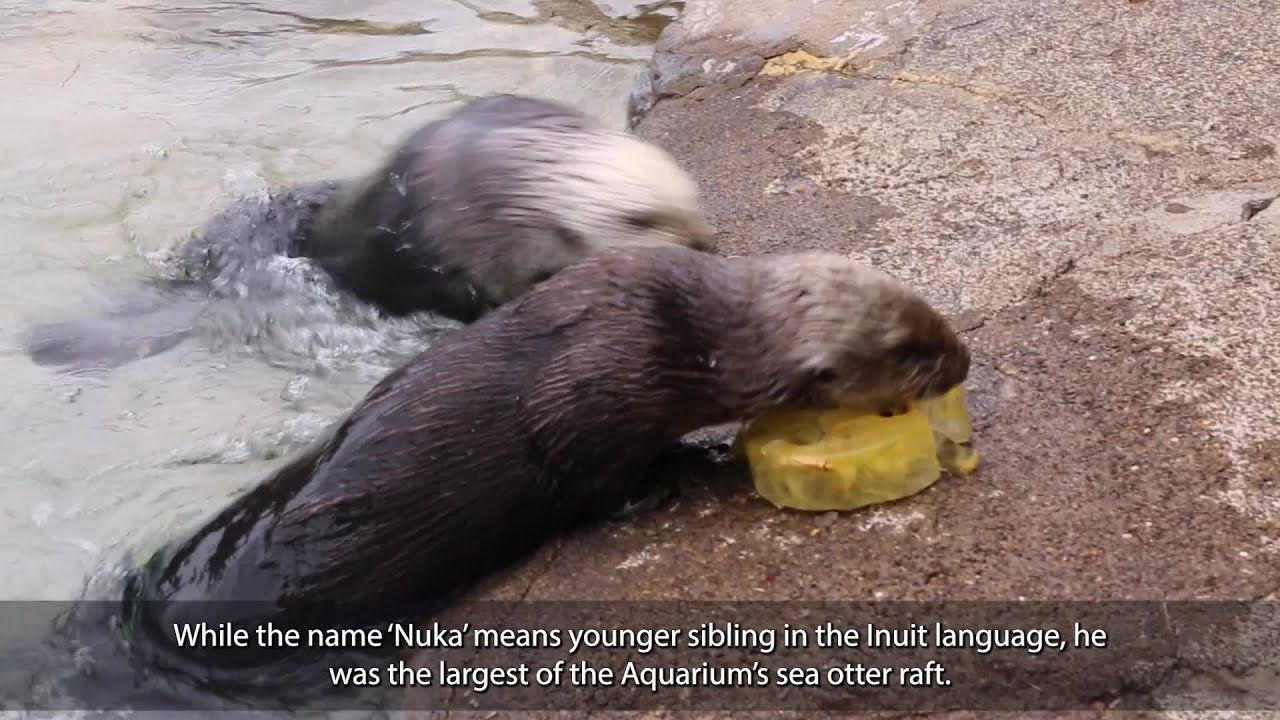 The Oregon Coast Aquarium remembers Nuka the sea otter - YouTube