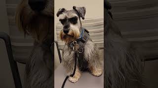 #schnauzer #dog #shortsvideo