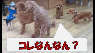 New Mom Fourced Son Slip Hot Xxx Gavti Com - ãƒšãƒƒãƒˆãƒ›ãƒ†ãƒ« ãƒ‘ãƒ”ãƒ¼ãƒ‘ãƒ¼ãƒ†ã‚£ çŠ¬ã®ä¿è‚²åœ’(dog nursery)ï½œDOG DIAMONDï½œãƒ‰ãƒƒã‚°ãƒ€ã‚¤ãƒ¤ãƒ¢ãƒ³ãƒ‰ ::  å‘³å™Œï¼ˆmiso)åˆãŠæ³Šã‚Šã®ãƒ‰ã‚­ãƒ¥ãƒ¡ãƒ³ãƒˆã€‚