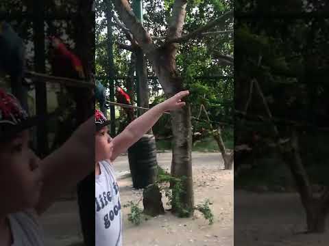 Video Hải Đăng Tiki đi thăm chuồng Vẹt trong Vinpearl Safari... - youtube