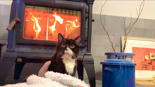 薪ストーブに近付きすぎた猫