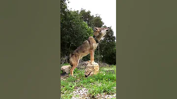 يابه و الف هنياله من صاحب ذيب ذئب لبنان Wolf Lebanon Animals 