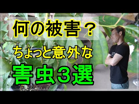 雨の後、害虫が大発生!すぐに実践できる対策ベスト5