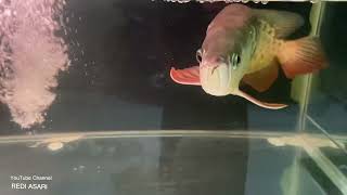 Download Lagu Gemericik Air Aquarium Arwana dan Suara kicau Burung Murai bikin Adem MP3