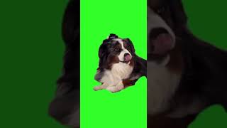 dog smile #dog #shortsvideo #smile #greenscreenvideo #greenscreen #short #shorts