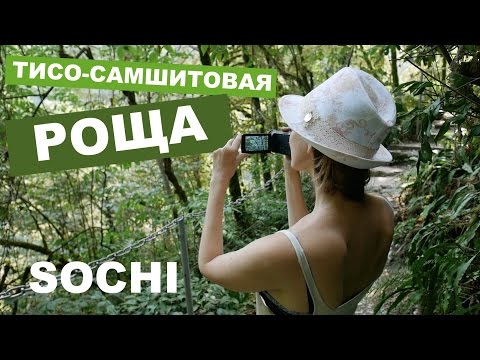 Тисо-Самшитовая роща, Сочи, Хоста