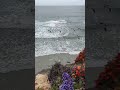 Beach cliff trail with wildflowers and pelicans. #weekendexplorer #beach #beachlife #beaches