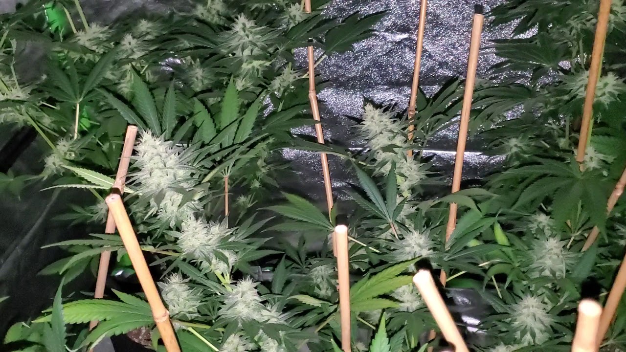 Grape kush seeds. grown indoor under 400watt HPS. 5 gallon fabric pots with peromix bx.