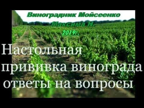 Настольная прививка винограда - ответы на вопросы.