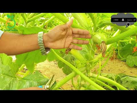 فيديو: قطف نباتات الكوسة - تعرف على كيفية ووقت حصاد القرع كوسة