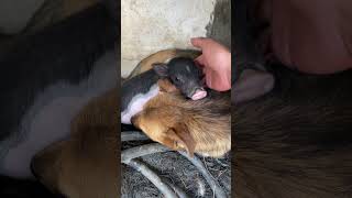 Motherly love across races, the bitch becomes the mother of the piglet  😘❤🐕🐶🐖
