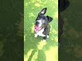 8987 Austinanimalcenter Americanpitbullterrier 8987 Austinanimalcenter Americanpitbullterrier