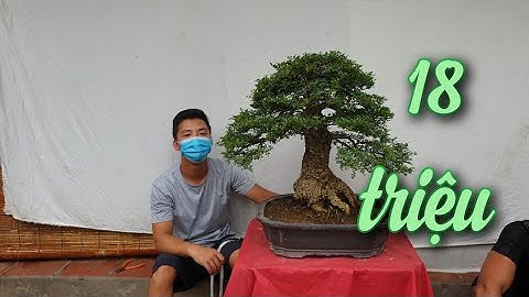 SH.5232. Cây Cần Thăng khá đẹp giá 17 triệu đồng. Đth liên hệ 0964.894.094.