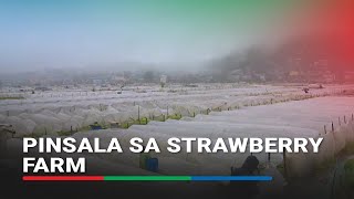 Download Lagu Mga tanim na strawberry napinsala ng baha sa La Trinidad, Benguet | ABS-CBN News MP3 Download Lagu Mga tanim na strawberry napinsala ng baha sa La Trinidad, Benguet | ABS-CBN News MP3