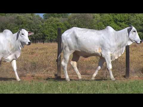 LOTE 54 | 41º MEGA LEILÃO ANUAL CARPA - FÊMEAS