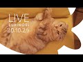 20.10.25 LIVE 【SURI&NOEL】 수리노을 고양이들 생방송 😺📹 생방송