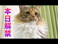 大事なお知らせがあるので聞いてください。