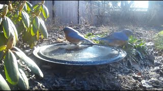 Bird Bath, February 6, 2024 (1/2) by Alex P 190 views 2 months ago 2 minutes, 31 seconds