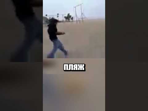 Пранк чайками
