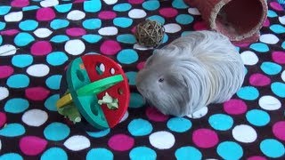 Piggy Floor Time with Noms by SnowdropHedgie 1,945 views 11 years ago 8 minutes, 7 seconds