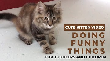 Cute Kitten Videos Doing Funny Things For Toddlers Cat Discovers Memory Foam Mattress Funny Video