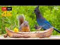 247 live cat tv for cats to watch  beautiful birds and squirrels 4k
