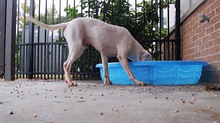 SAFETY ALERT: Keep your pets and plants thriving despite hot weather