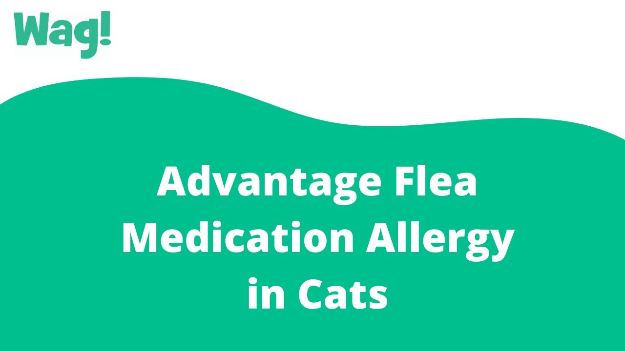 Advantage Flea Medication Allergy In Cats - Symptoms, Causes, Diagnosis,  Treatment, Recovery, Management, Cost