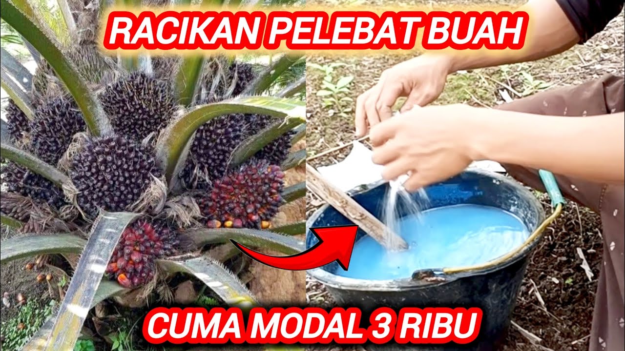 Cara melebatkan buah kelapa sawit agar hemat biaya ramuan jitu meningkatkan hasil panen 