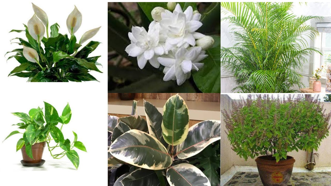Top Lucky Plants for 2021 Vastu Plants Lucky Plants for Home & Work