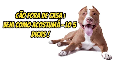 Como acostumar o cachorro a ficar do lado de fora?