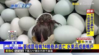 水果店暴雨中孵出48隻小鴨 老闆兒子忙接生送養