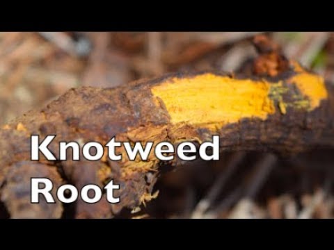 Medicinal Japanese Knotweed Root