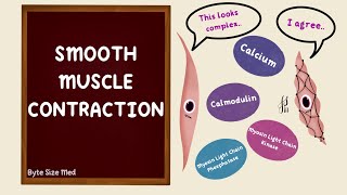 Smooth Muscle Contraction | Excitation Contraction Coupling | Nerve Muscle Physiology