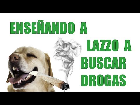 Adiestramiento Canino - Enseña a Cualquier PERRO a BUSCAR Cosas