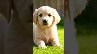 Download Mp3 Puppy in my pocket Gudang lagu Download Mp3 Puppy in my pocket