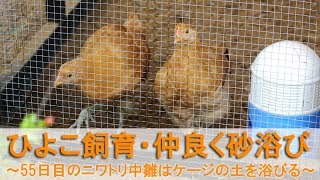 ひよこ飼育43・仲良く砂浴び～55日目のニワトリ中雛はケージの中で土を浴びる～