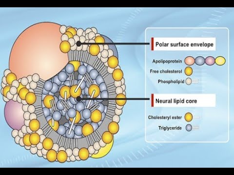 Lipoprotein Metabolizması 1