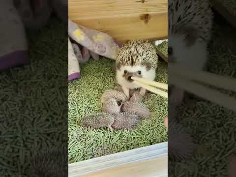 ماذا تعرف عن القنفذ Shorts قصص