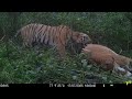 Tiger killed deer
