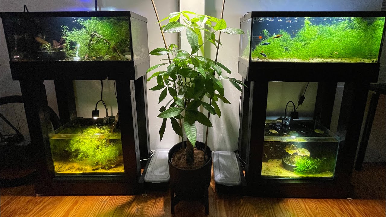 Trout goodeid & swordtails breeding!!! YouTube