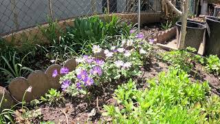 Purple Flowers In Bloom