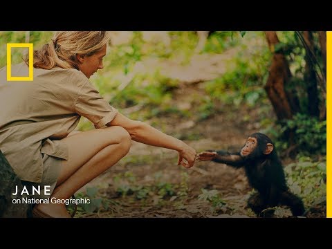 Official Film Trailer: JANE | National Geographic