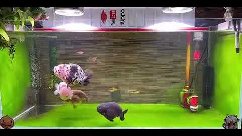 Lên bể rêu xanh ranchu, lên rêu bể cá vàng