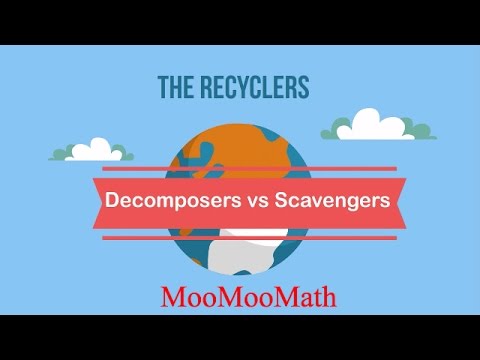 Video: Perbedaan Antara Scavenger Dan Decomposer