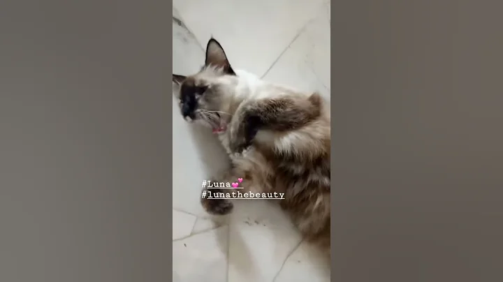 Watch the video about My Siamese mix cat. Her name is Luna