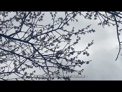 [Taitung Plum Blossoms] Plum Blossoms Bloom More The Colder They Bloom