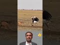 حين يصبح الضعف شجاعة يتحول الطير درع يحمي صغيرة بكل قوتة متابعة اشتراك لايكي اكسبلور